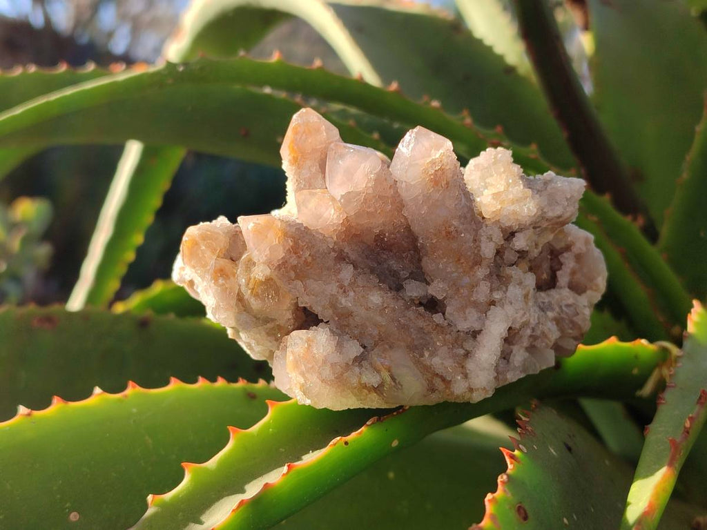 Natural Golden Limonite Coated Fairy Spirit Quartz Clusters x 4 From Boekenhouthoek, South Africa - Toprock Gemstones and Minerals 