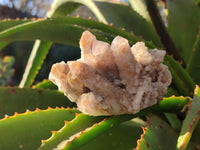 Natural Golden Limonite Coated Fairy Spirit Quartz Clusters x 4 From Boekenhouthoek, South Africa