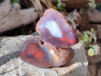 Polished On One Side Red Sashe River Agate Nodules x 12 From Zimbabwe - Toprock Gemstones and Minerals 