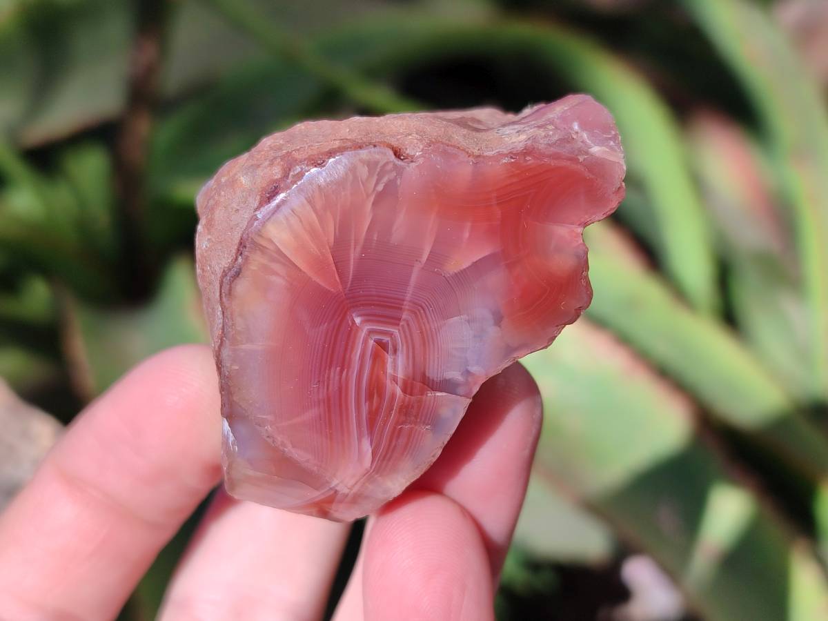 Polished On One Side Red Sashe River Agate Nodules x 12 From Zimbabwe - Toprock Gemstones and Minerals 