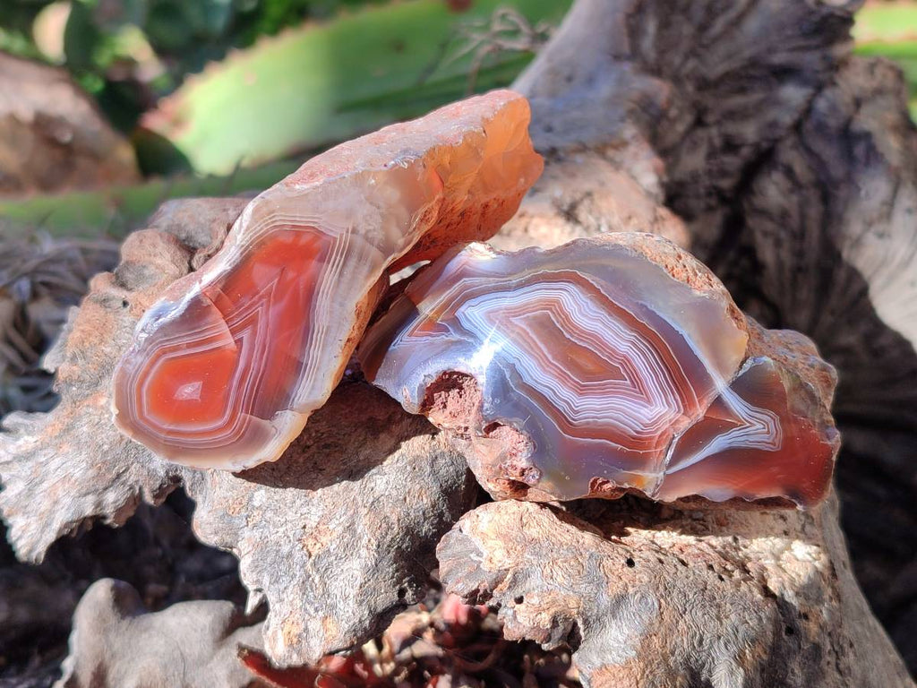 Polished On One Side Red Sashe River Agate Nodules x 12 From Zimbabwe - Toprock Gemstones and Minerals 