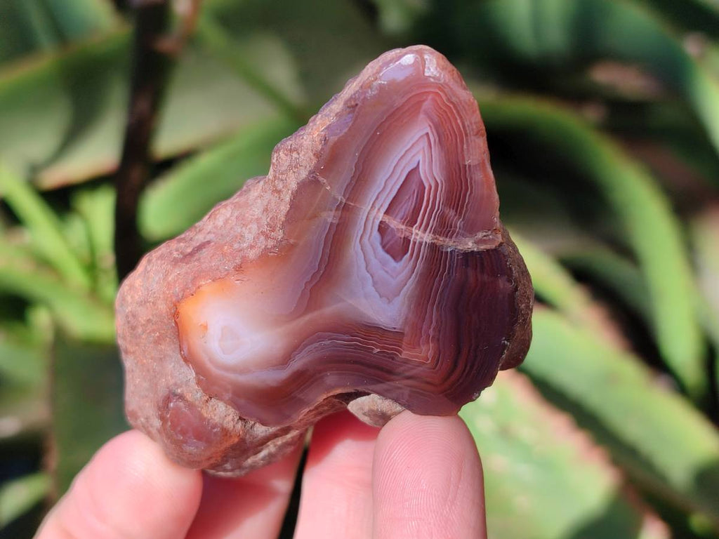 Polished On One Side Red Sashe River Agate Nodules x 12 From Zimbabwe - Toprock Gemstones and Minerals 