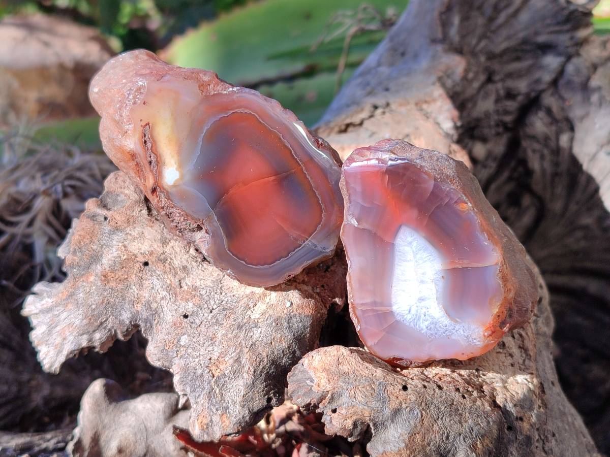 Polished On One Side Red Sashe River Agate Nodules x 12 From Zimbabwe - Toprock Gemstones and Minerals 