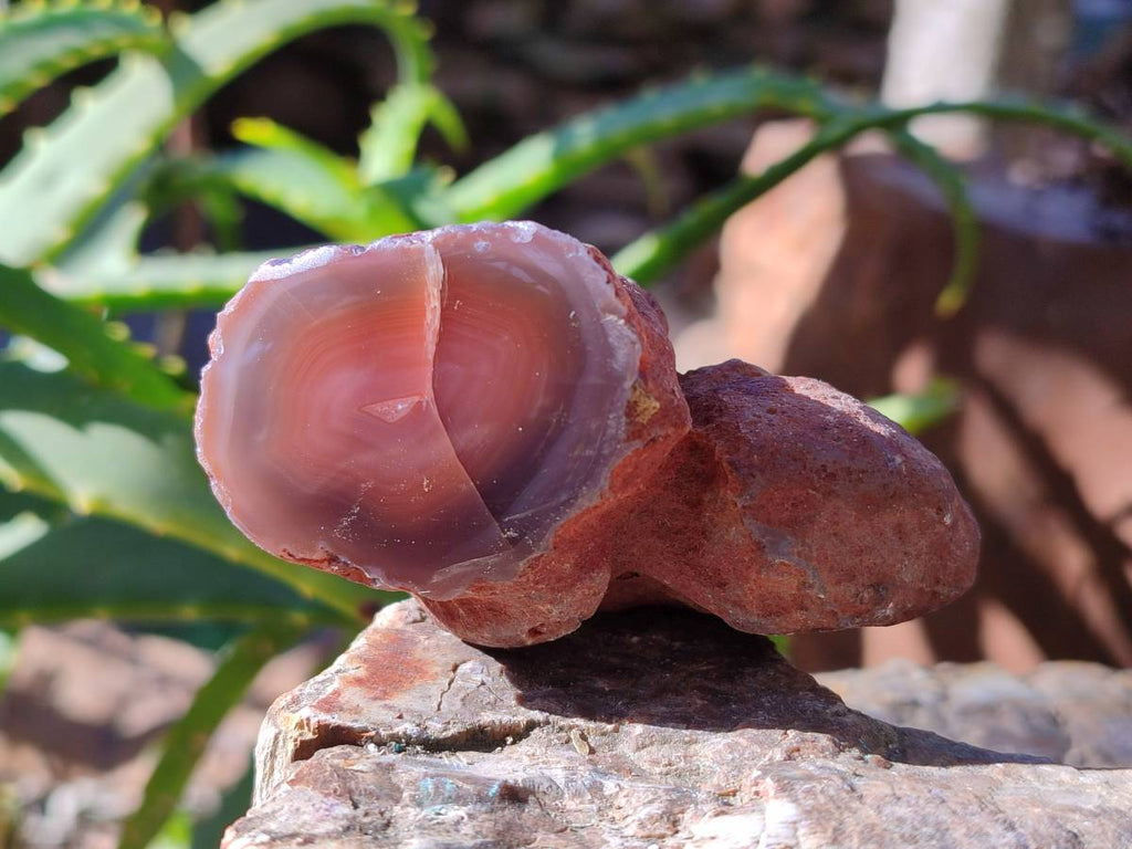 Polished On One Side Red Sashe River Agate Nodules x 12 From Zimbabwe - Toprock Gemstones and Minerals 