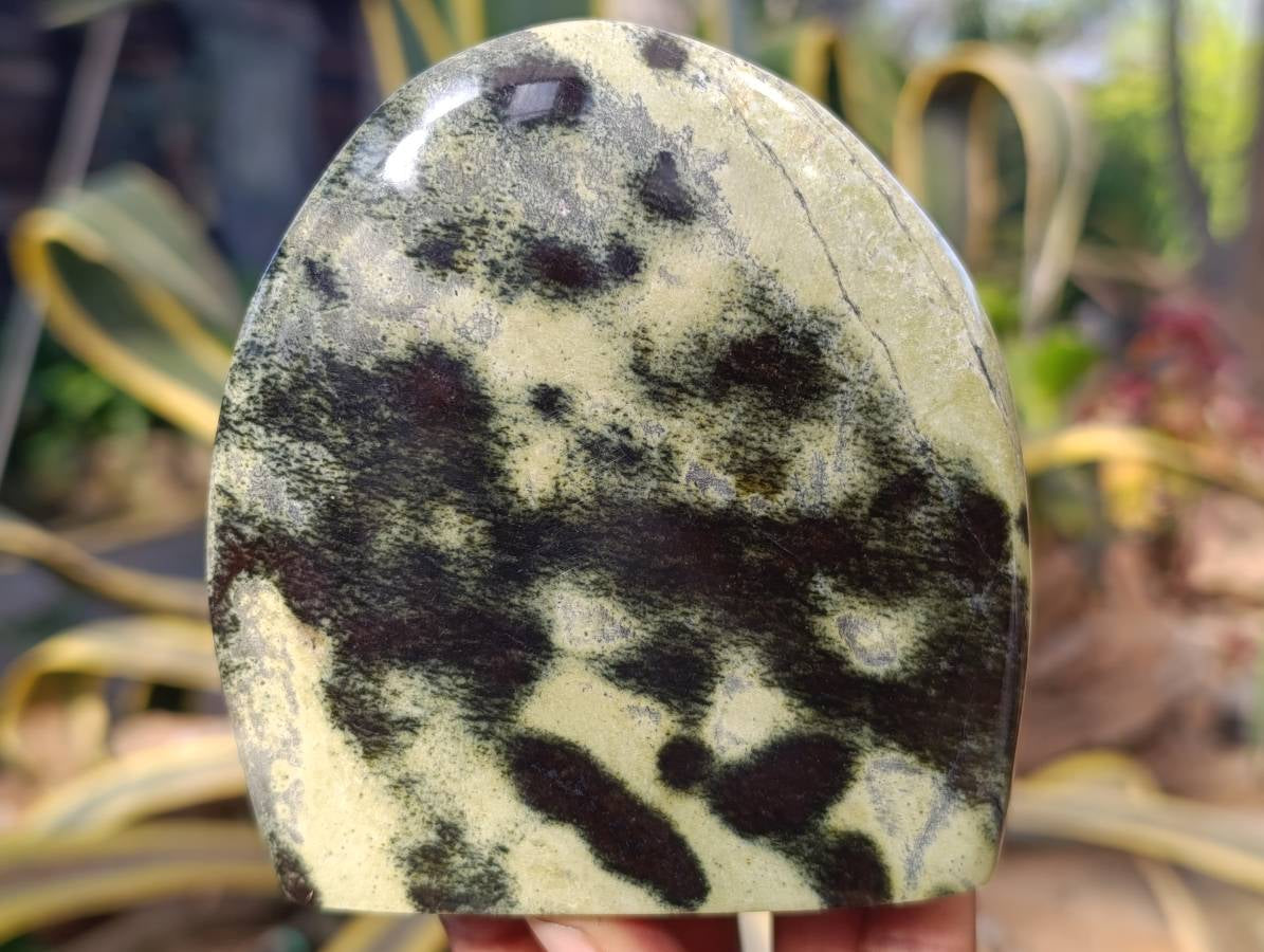 Polished Leopard Stone Free Forms x 3 From Nyanga, Zimbabwe - Toprock Gemstones and Minerals 