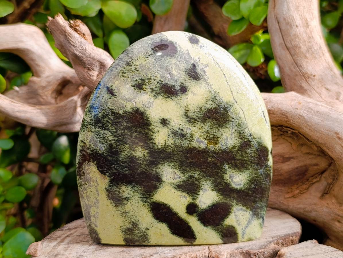 Polished Leopard Stone Free Forms x 3 From Nyanga, Zimbabwe - Toprock Gemstones and Minerals 