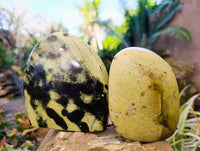 Polished Leopard Stone Free Forms x 3 From Nyanga, Zimbabwe - Toprock Gemstones and Minerals 