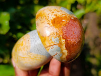 Polished Polychrome Jasper Mushrooms x 6 From Madagascar