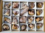 Natural Spirit Quartz Clusters x 20 From Boekenhouthoek, South Africa - Toprock Gemstones and Minerals 