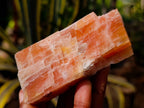Natural Sunset Orange Calcite Specimens x 14 From Spitzkop, Namibia - Toprock Gemstones and Minerals 
