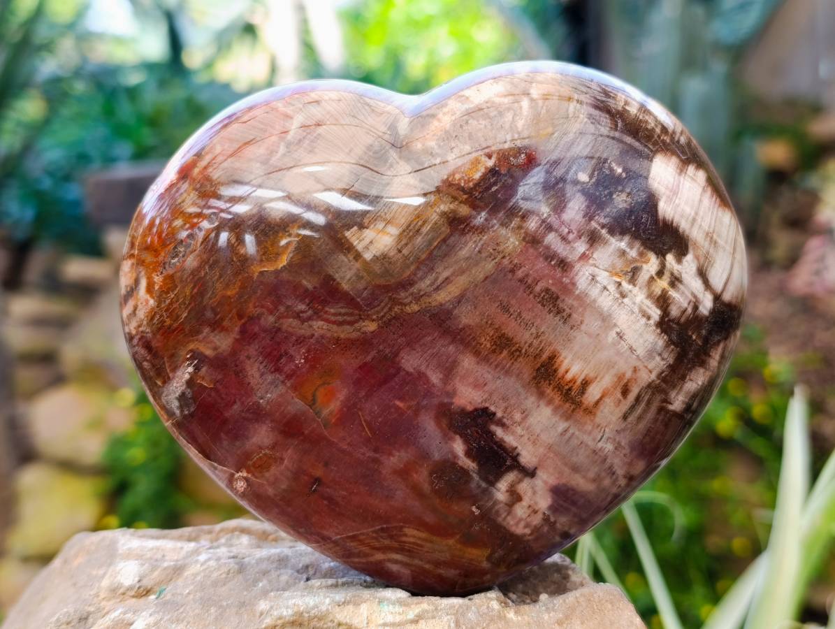 Polished Fossilized Podocarpus Petrified Wood Hearts x 2 From Mahajanga, Madagascar - Toprock Gemstones and Minerals 