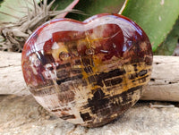 Polished Fossilized Podocarpus Petrified Wood Hearts x 2 From Mahajanga, Madagascar