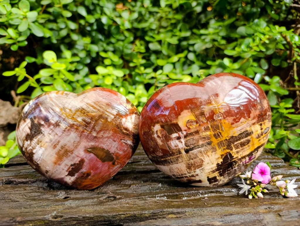 Polished Fossilized Podocarpus Petrified Wood Hearts x 2 From Mahajanga, Madagascar - Toprock Gemstones and Minerals 