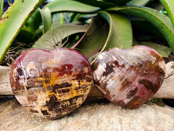 Polished Fossilized Podocarpus Petrified Wood Hearts x 2 From Mahajanga, Madagascar