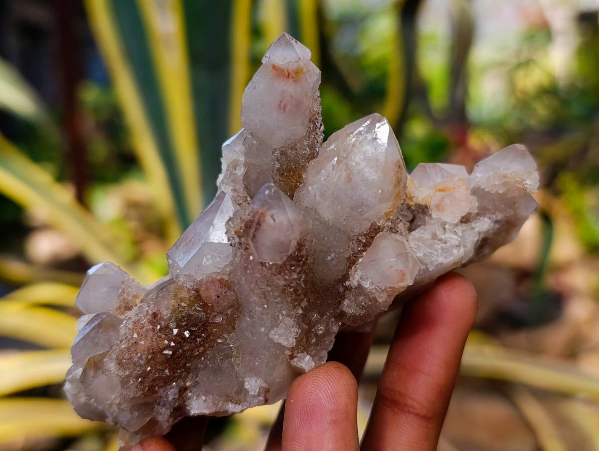 Natural Golden Limonite Coated Spirit Quartz Clusters x 4 From Boekenhouthoek, South Africa - Toprock Gemstones and Minerals 