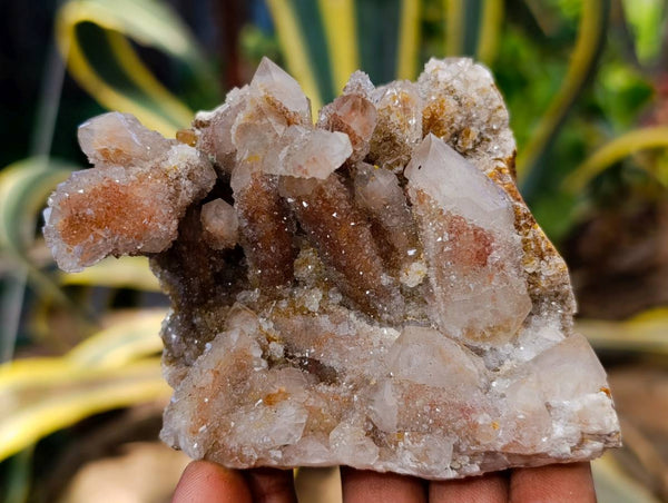 Natural Golden Limonite Coated Spirit Quartz Clusters x 4 From Boekenhouthoek, South Africa