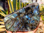 Polished Labradorite Standing Free Form x 1 From Tulear, Madagascar - Toprock Gemstones and Minerals 