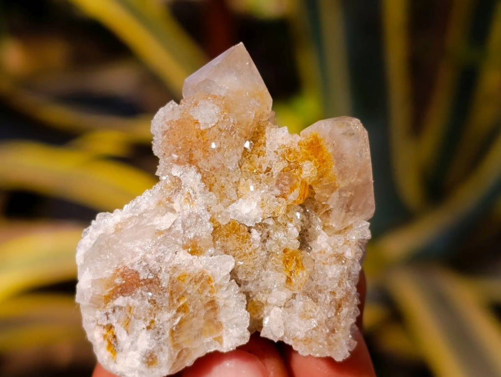 Natural Golden Limonite Coated Spirit Quartz Crystals x 35 From Boekenhouthoek, South Africa - Toprock Gemstones and Minerals 