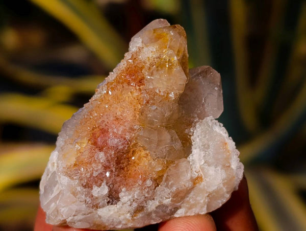 Natural Golden Limonite Coated Spirit Quartz Crystals x 35 From Boekenhouthoek, South Africa