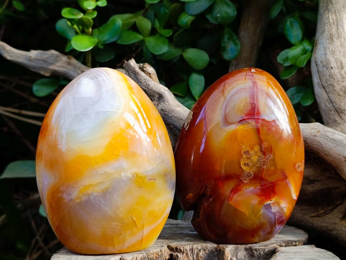 Polished Carnelian Agate Standing Free Forms x 2 From Madagascar - Toprock Gemstones and Minerals 