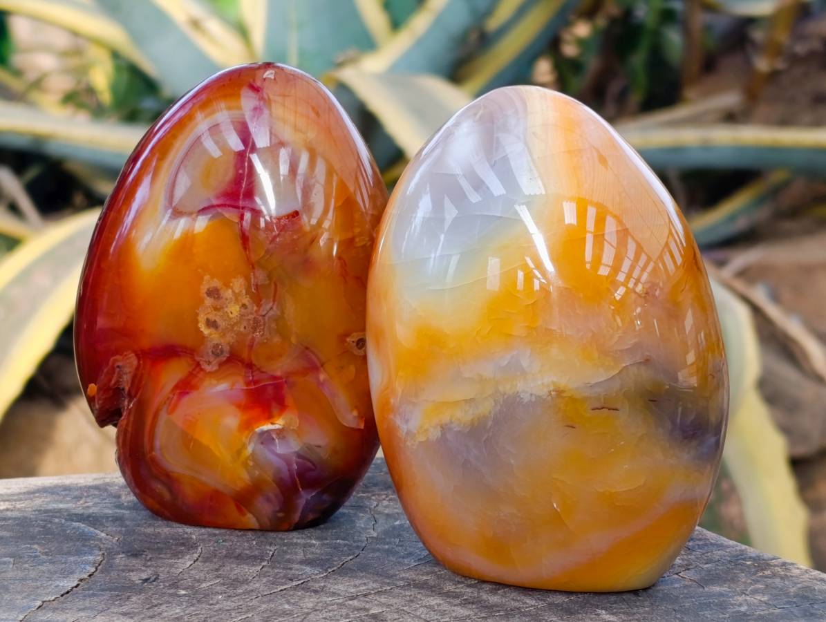 Polished Carnelian Agate Standing Free Forms x 2 From Madagascar - Toprock Gemstones and Minerals 