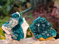 Natural Dioptase on Dolomite Matrix Specimens x 6 From Likasi, Congo