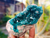 Natural Dioptase on Dolomite Matrix Specimens x 6 From Likasi, Congo