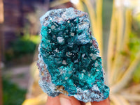 Natural Dioptase on Dolomite Matrix Specimens x 6 From Likasi, Congo