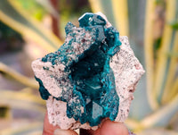 Natural Dioptase on Dolomite Matrix Specimens x 6 From Likasi, Congo
