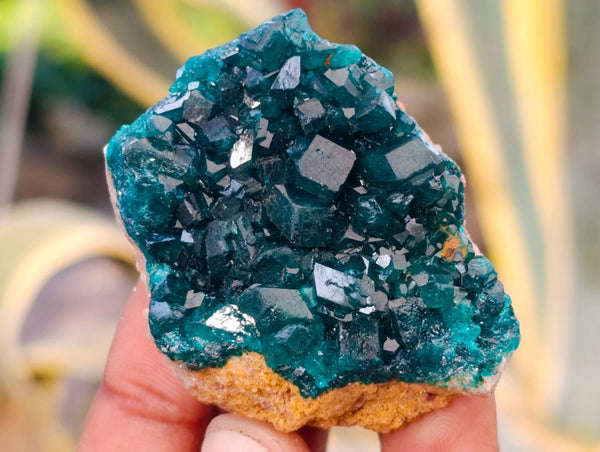 Natural Dioptase on Dolomite Matrix Specimens x 6 From Likasi, Congo