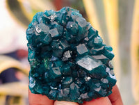 Natural Dioptase on Dolomite Matrix Specimens x 6 From Likasi, Congo