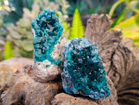 Natural Dioptase on Dolomite Matrix Specimens x 6 From Likasi, Congo