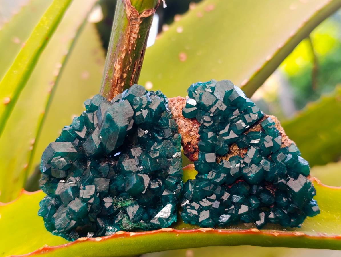 Natural Dioptase on Dolomite Matrix Specimens x 6 From Likasi, Congo - Toprock Gemstones and Minerals 