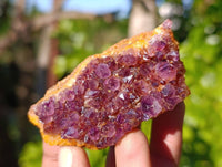 Natural Amethystos Amethyst Clusters x 35 From Kwaggafontein, South Africa
