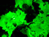 Natural Fluorescent Hyalite Opal Specimens x 2 From Erongo, Namibia