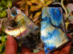 Polished On One Side Labradorite x 12 From Madagascar - Toprock Gemstones and Minerals 