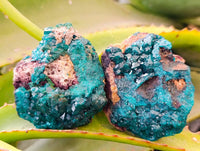 Natural Dioptase on Dolomite Matrix Specimens x 6 From Likasi, Congo