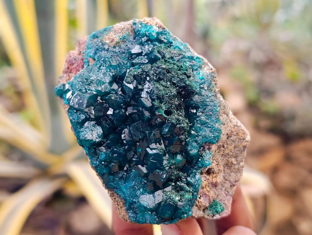 Natural Dioptase on Dolomite Matrix Specimens x 6 From Likasi, Congo - Toprock Gemstones and Minerals 
