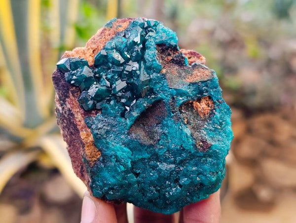 Natural Dioptase on Dolomite Matrix Specimens x 6 From Likasi, Congo