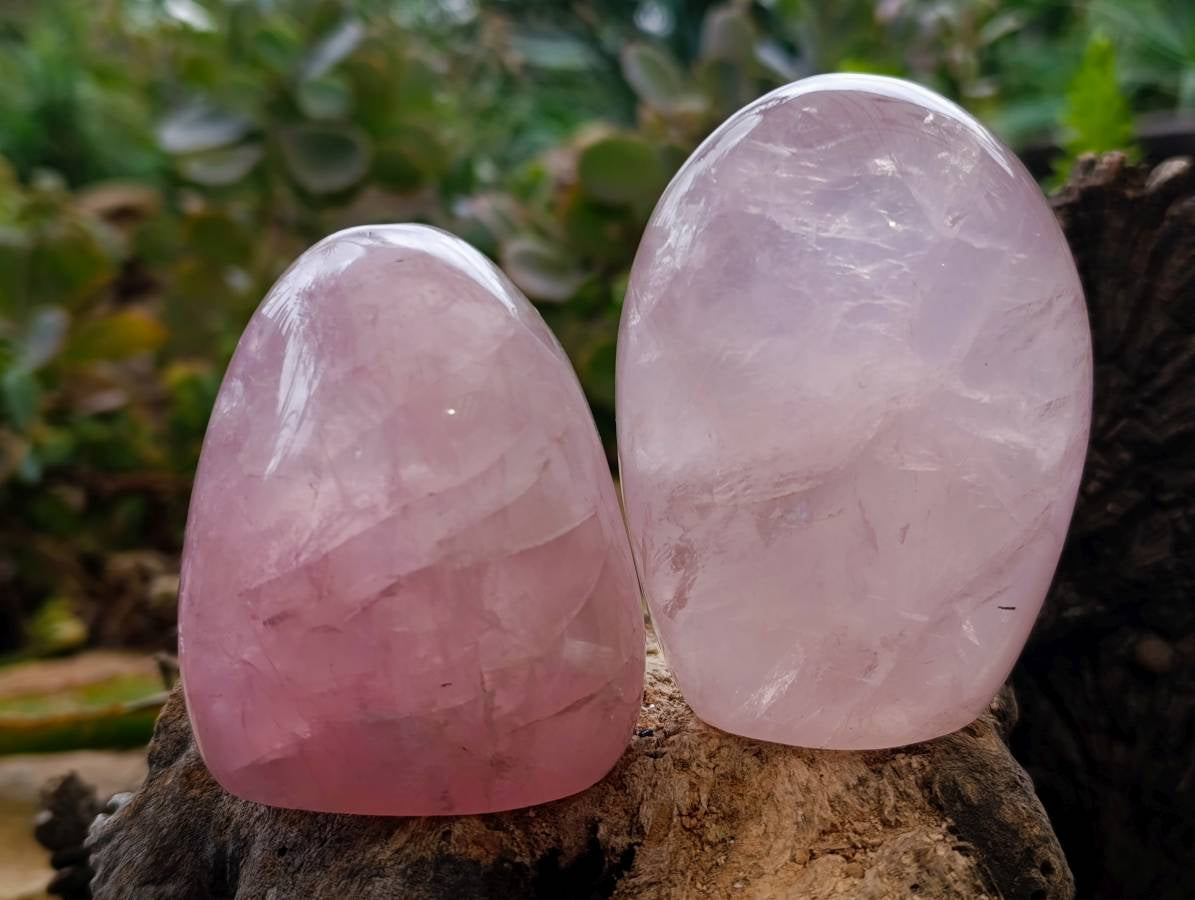 Polished Rose Quartz Standing Free Forms x 4 Madagascar - Toprock Gemstones and Minerals 
