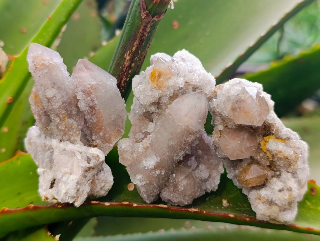 Natural Limonite Coated Fairy Spirit Quartz Specimens x 35 From South Africa - Toprock Gemstones and Minerals 