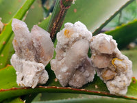 Natural Limonite Coated Fairy Spirit Quartz Specimens x 35 From South Africa