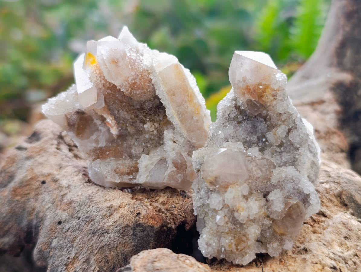 Natural Limonite Coated Fairy Spirit Quartz Specimens x 35 From South Africa - Toprock Gemstones and Minerals 