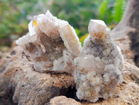 Natural Limonite Coated Fairy Spirit Quartz Specimens x 35 From South Africa