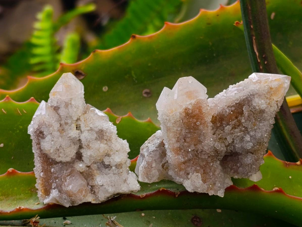 Natural Limonite Coated Fairy Spirit Quartz Specimens x 35 From South Africa - Toprock Gemstones and Minerals 