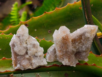 Natural Limonite Coated Fairy Spirit Quartz Specimens x 35 From South Africa