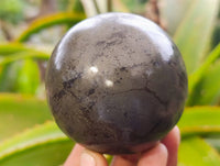 Polished Pharaoh Stone Spheres x 3 From Zimbabwe