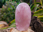 Polished Rose Quartz Standing Free Forms x 2 From Madagascar - Toprock Gemstones and Minerals 