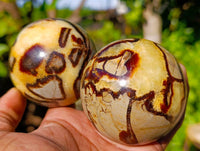 Polished Fossilized Septerye Spheres x 6 From Mahajanga, Madagascar