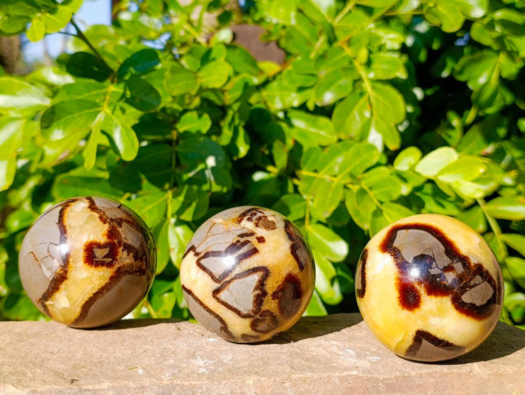 Polished Fossilized Septerye Spheres x 6 From Mahajanga, Madagascar - Toprock Gemstones and Minerals 